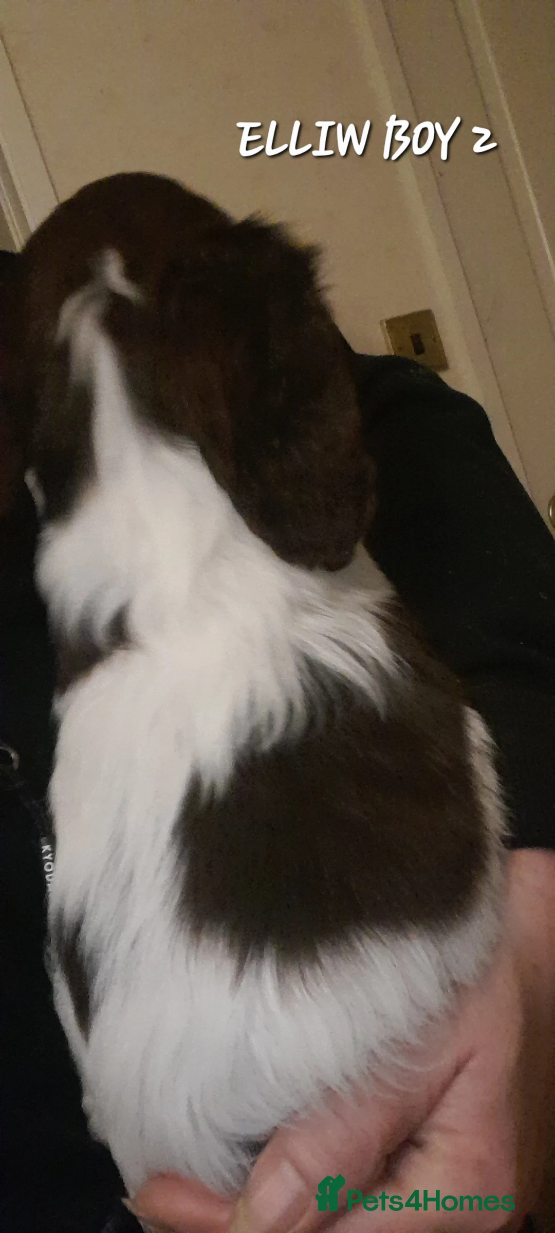 Sprocker dogs for sale: Beautiful Sprocker Litter - Advert 19