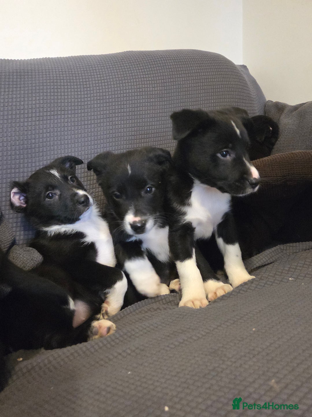Australian Kelpie dogs for sale: Kelpie x pups - Advert 8