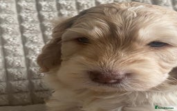 Cockapoo dogs for sale: Beautiful cockapoo puppies - Image 13