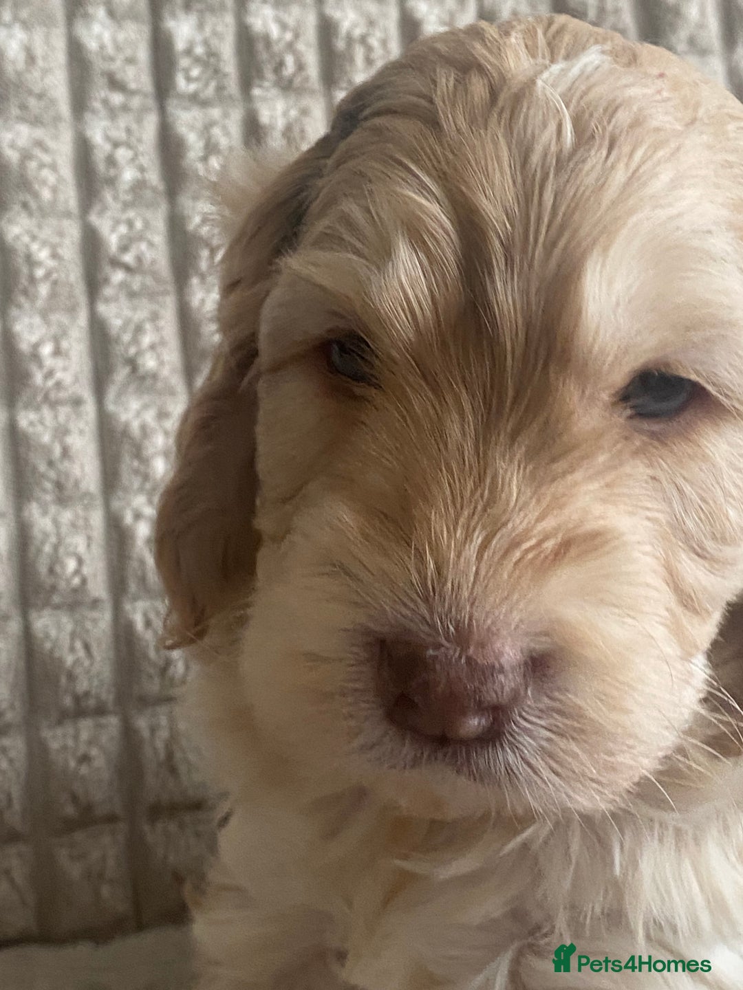 Cockapoo dogs for sale: Beautiful cockapoo puppies - Image 13