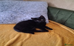 British Shorthair cats for sale: British Shorthair kitten  - Image 6