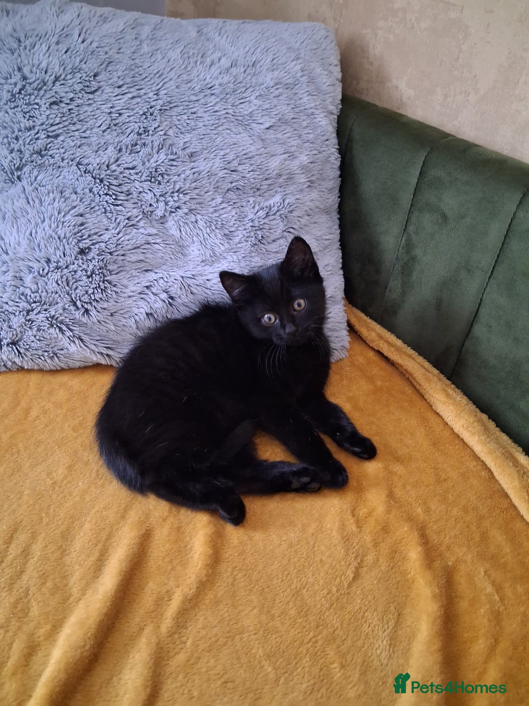 British Shorthair cats for sale: British Shorthair kitten  - Image 6