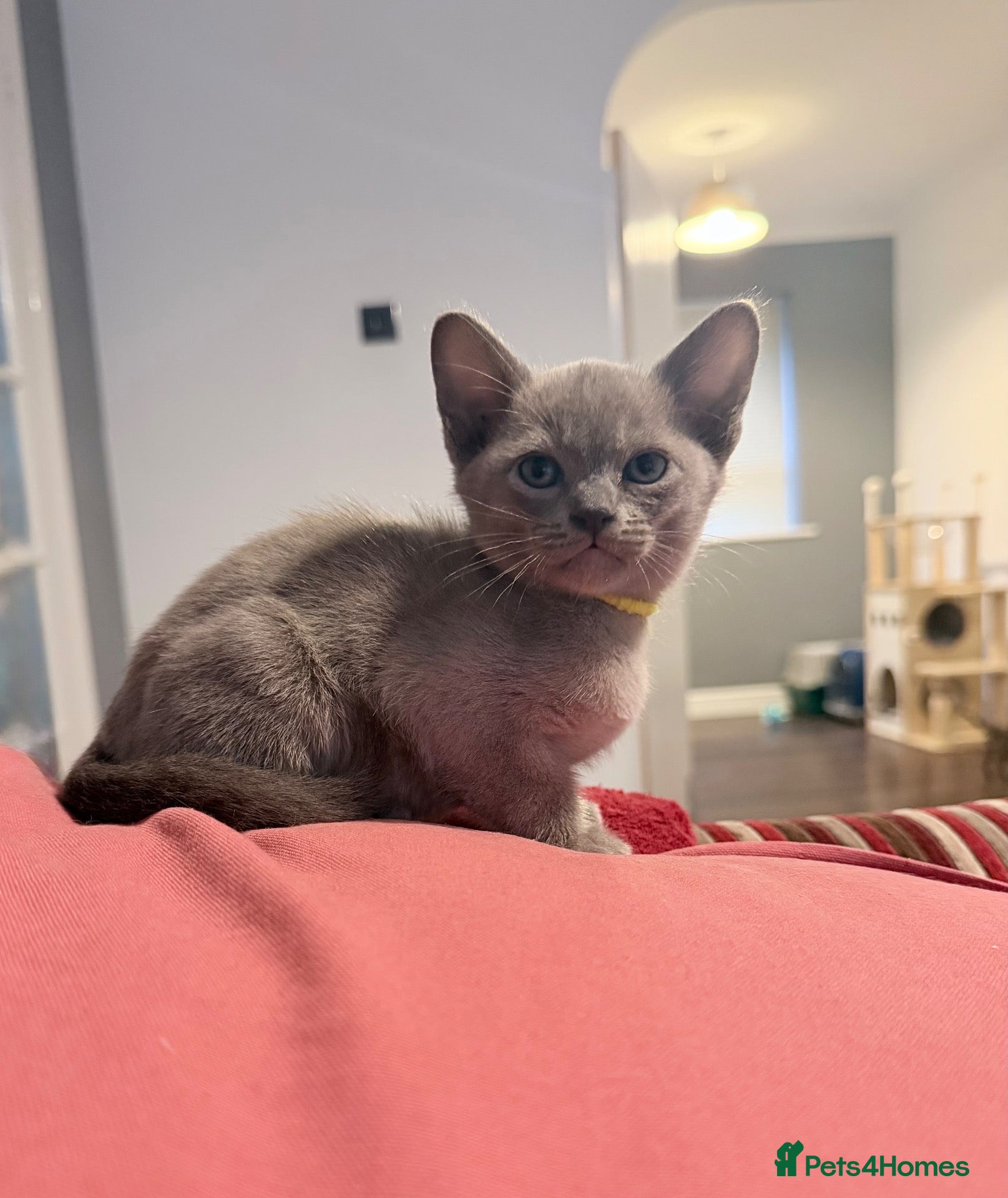 Burmese cats GCCF registered - Home Raised Burmese Kittens - Advert 2