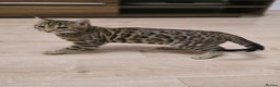 Bengal cats for sale: Gorgeous Tica registered Brown bengal boy - Advert 1