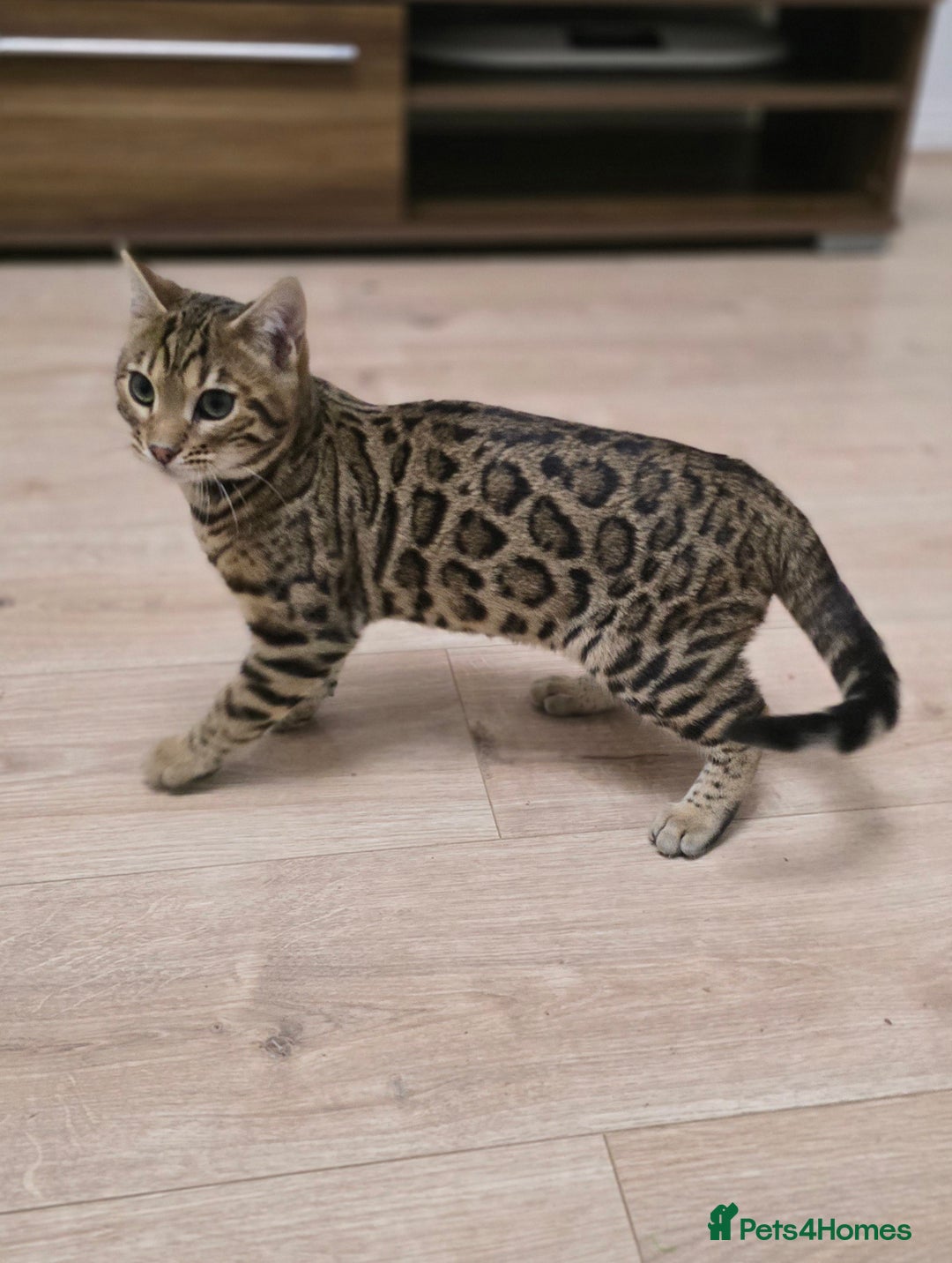 Bengal cats for sale: Gorgeous Tica registered Brown bengal boy - Advert 1
