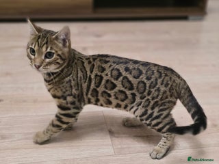 Bengal cats Gorgeous Tica registered Brown bengal boy - Advert 1