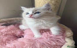 Ragdoll cats for sale: 1 Female Ragdoll Tabby Lynx  - Image 2