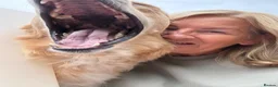 Mixed Breed dogs for sale: Magnificent blonde wolf dog puppies golden sarloos - Advert 6