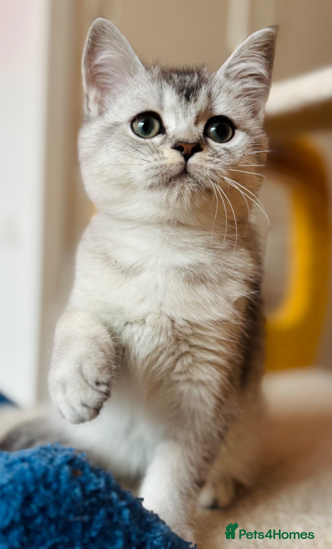 Scottish Fold cats 🩵🩷 Adorable pedigree kittens SF/ BSH - Advert 2