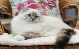 Ragdoll cats for sale: Super Affectionate Ragdoll Kittens Fife Reg - Image 25