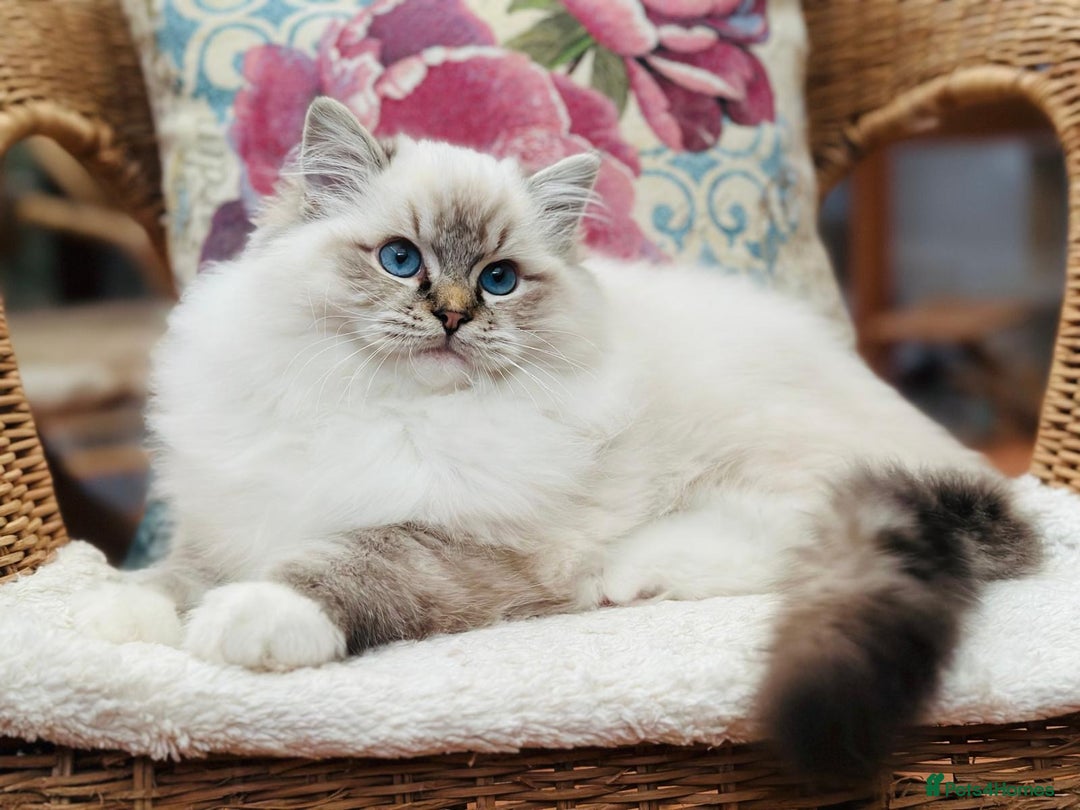 Ragdoll cats for sale: Super Affectionate Ragdoll Kittens Fife Reg - Image 25