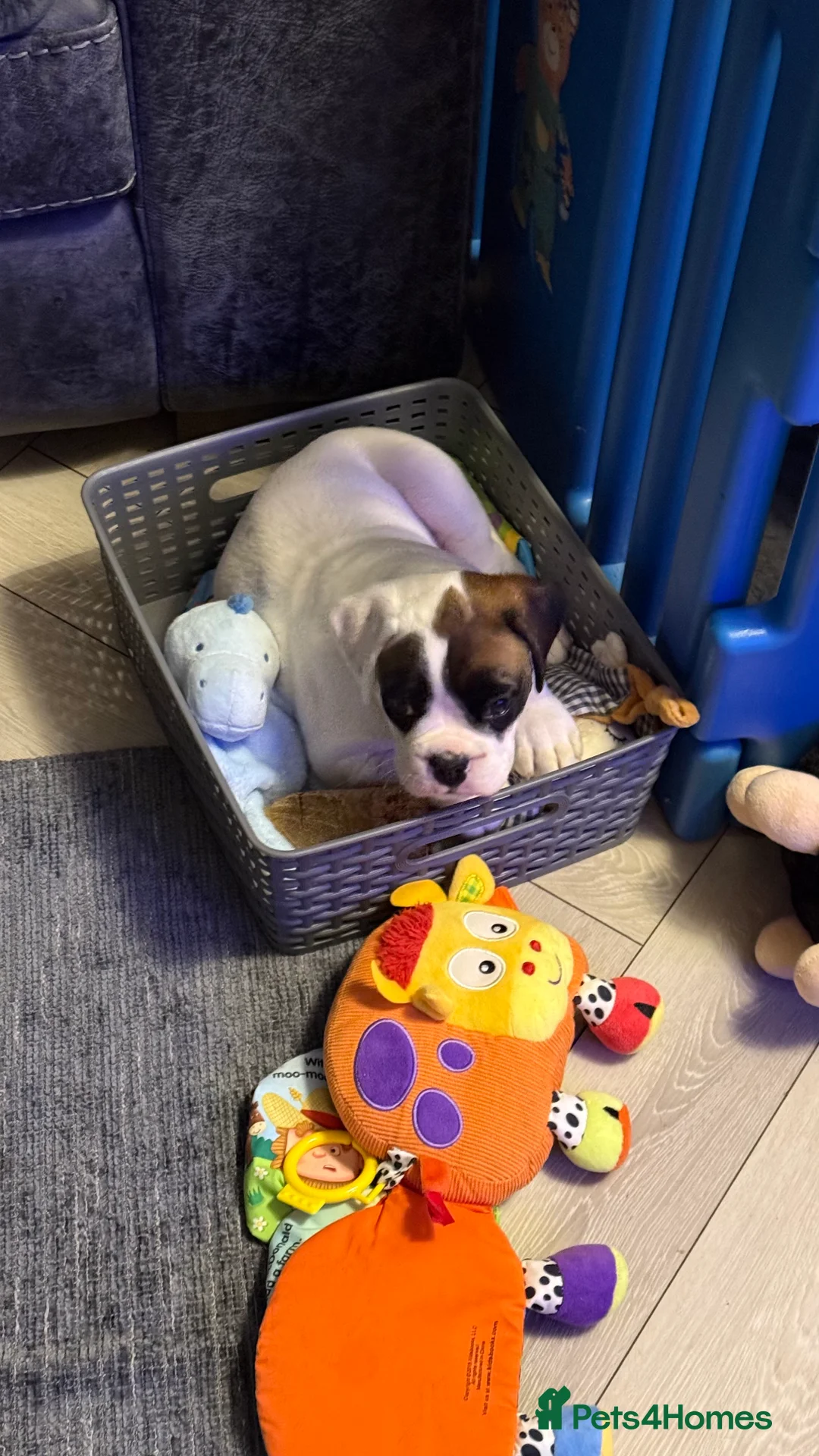 Boxer dogs for sale: Stunning White boy. - Advert 25