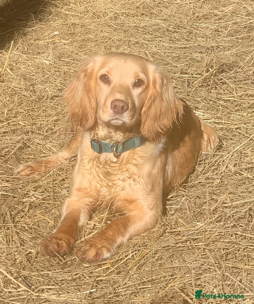 Cockapoo dogs for sale: F1 Miniature Cockapoo Puppies – Ready Soon - Advert 6