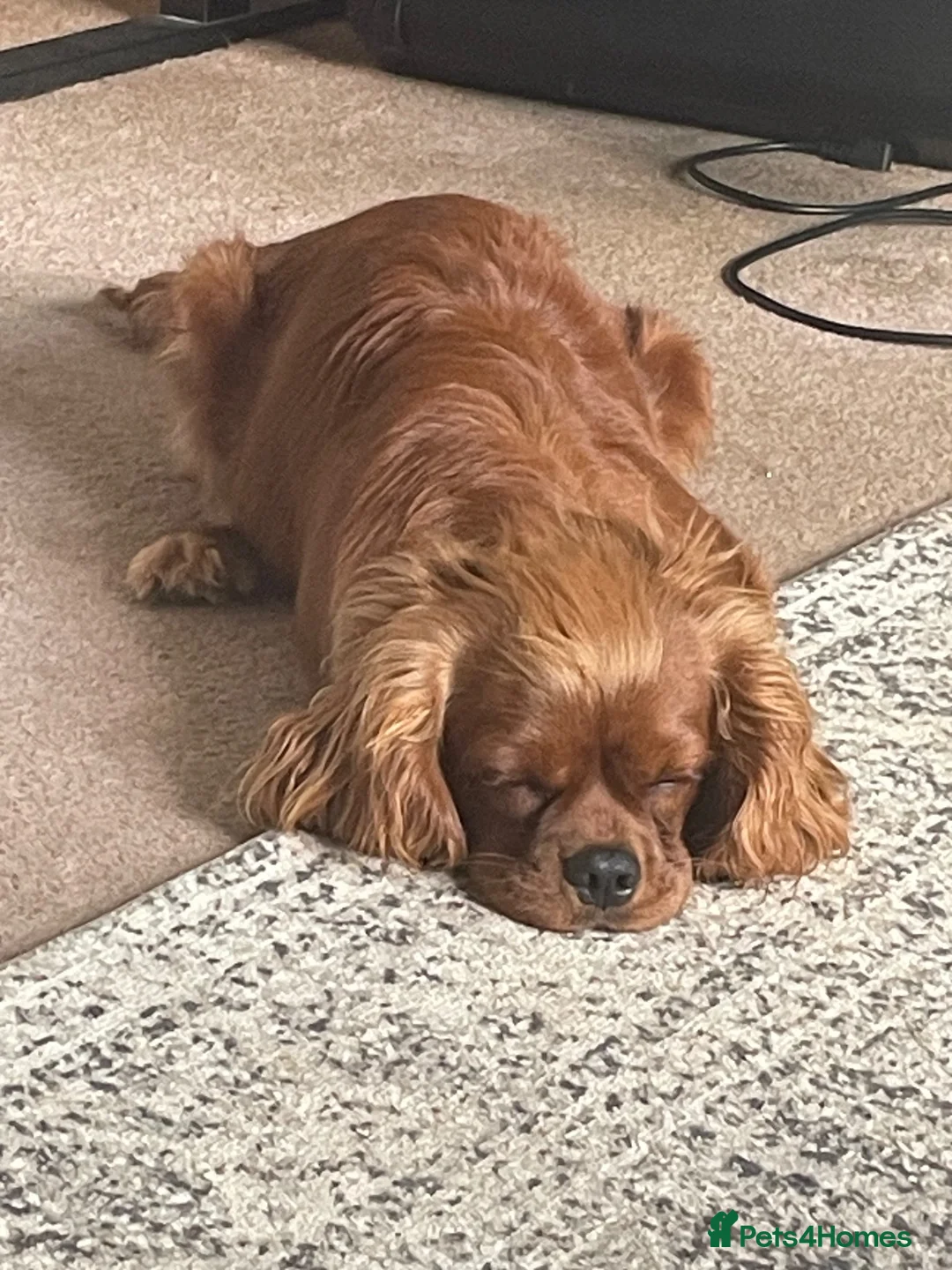 Cavalier King Charles Spaniel dogs for stud: Ruby King Charles Cavilier available for stud in Haverhill - Advert 6