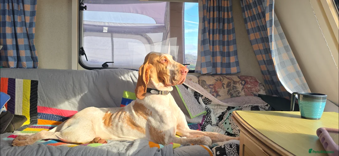 Bracco Italiano dogs for sale: Bracco Italiano Puppies Due March - Advert 9