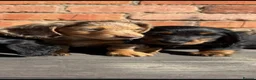 Dachshund dogs for sale: Long haired Dachshund Puppies for Sale - Advert 8