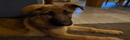 German Shepherd dogs for sale: 12 week old German shepherd puppies in Crook - Advert 8