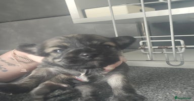 Mixed Breed dogs Mixed breed male pups - Advert 15