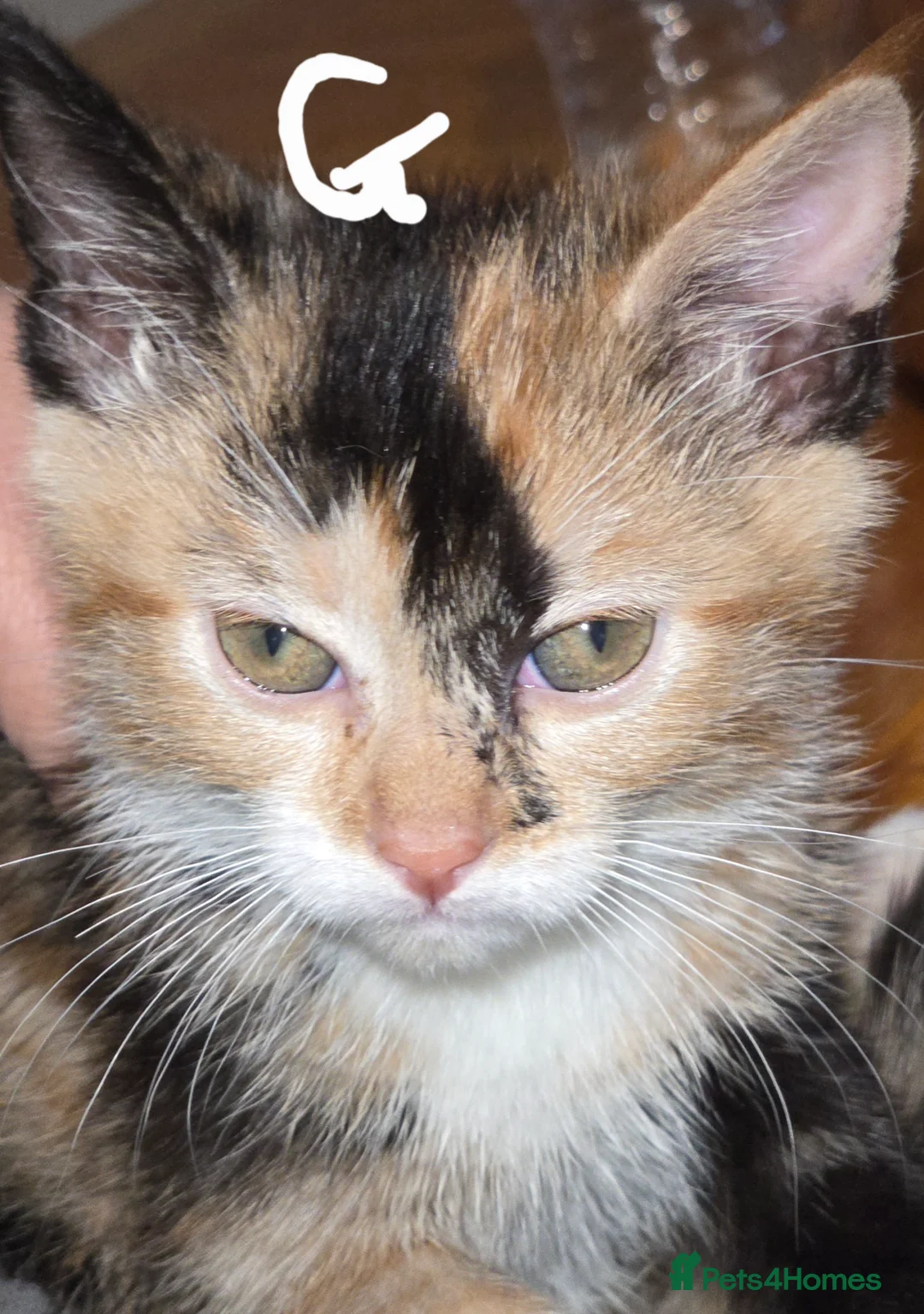 Mixed Breed cats for sale: Kittens  - Advert 19