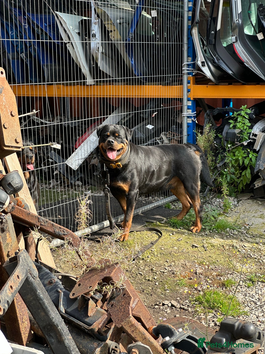Rottweiler dogs for stud: Working Line German Rottweiler FaloconestFor Stud in Oldham - Advert 2