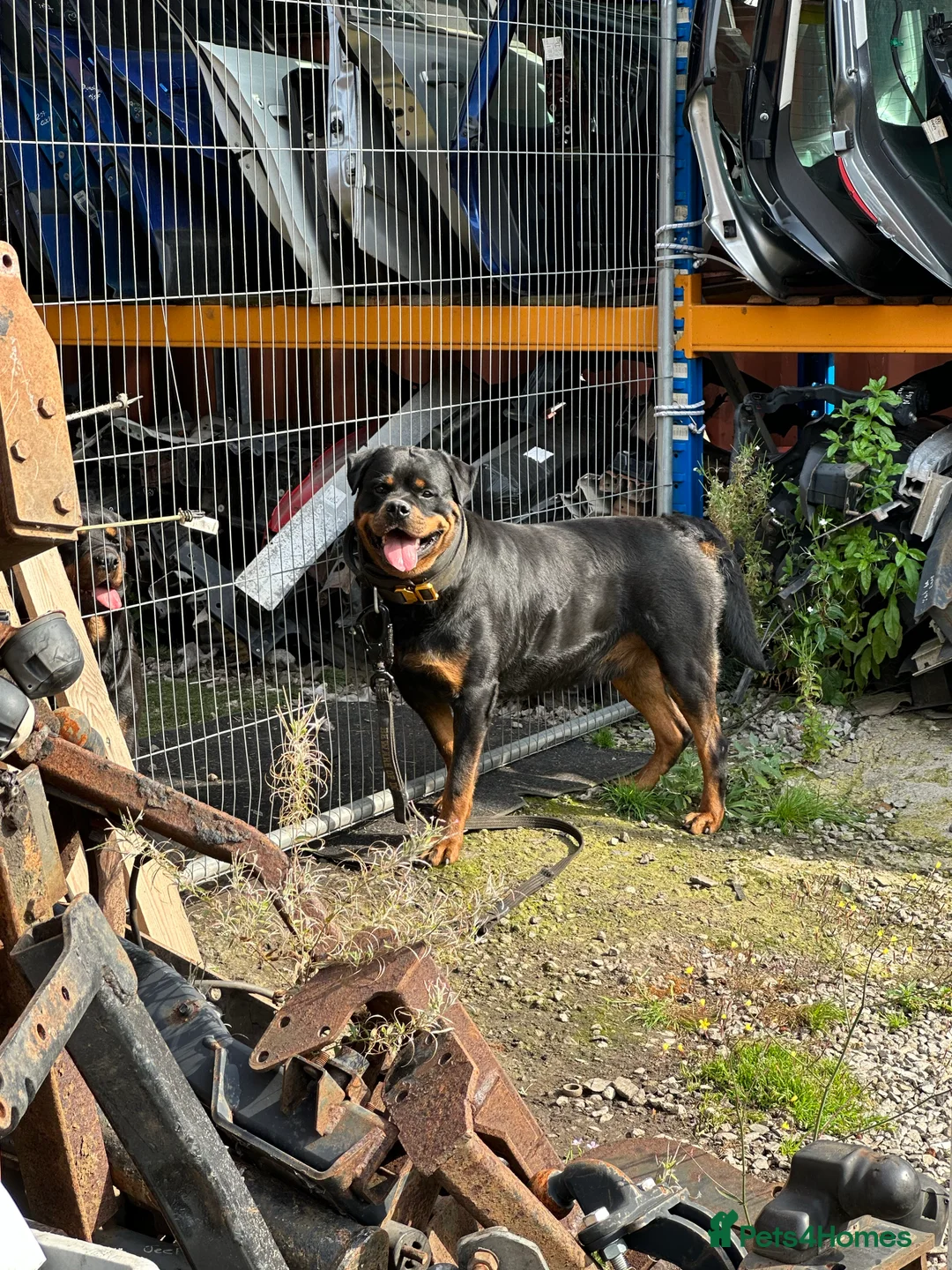 Rottweiler dogs for stud: Working Line German Rottweiler FaloconestFor Stud in Oldham - Advert 2