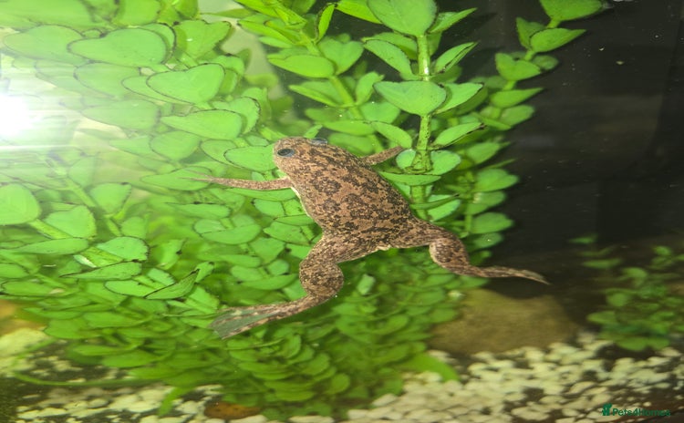 Frog reptiles - Advert 7