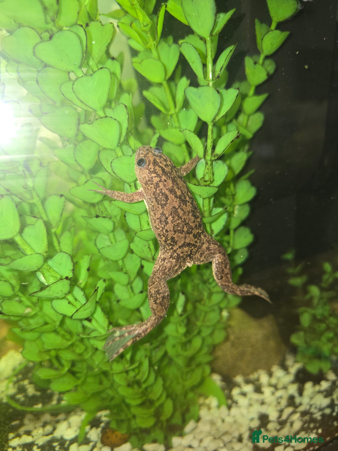 Frog reptiles for sale: Full set up with 2 frogs kids will love em - Image 1
