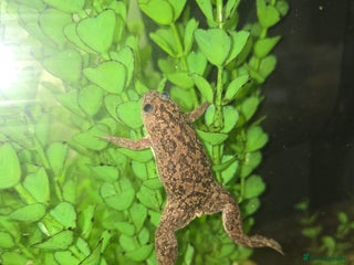 Frog reptiles Reduced Full set up with 2 frogs kids will love em - Advert 6