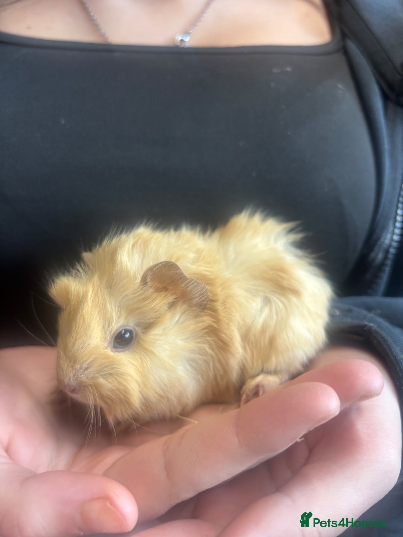 Guinea Pig rodents 2 beautiful boys  - Advert 11