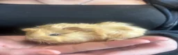 Guinea Pig rodents for sale: 2 beautiful boys  - Advert 11