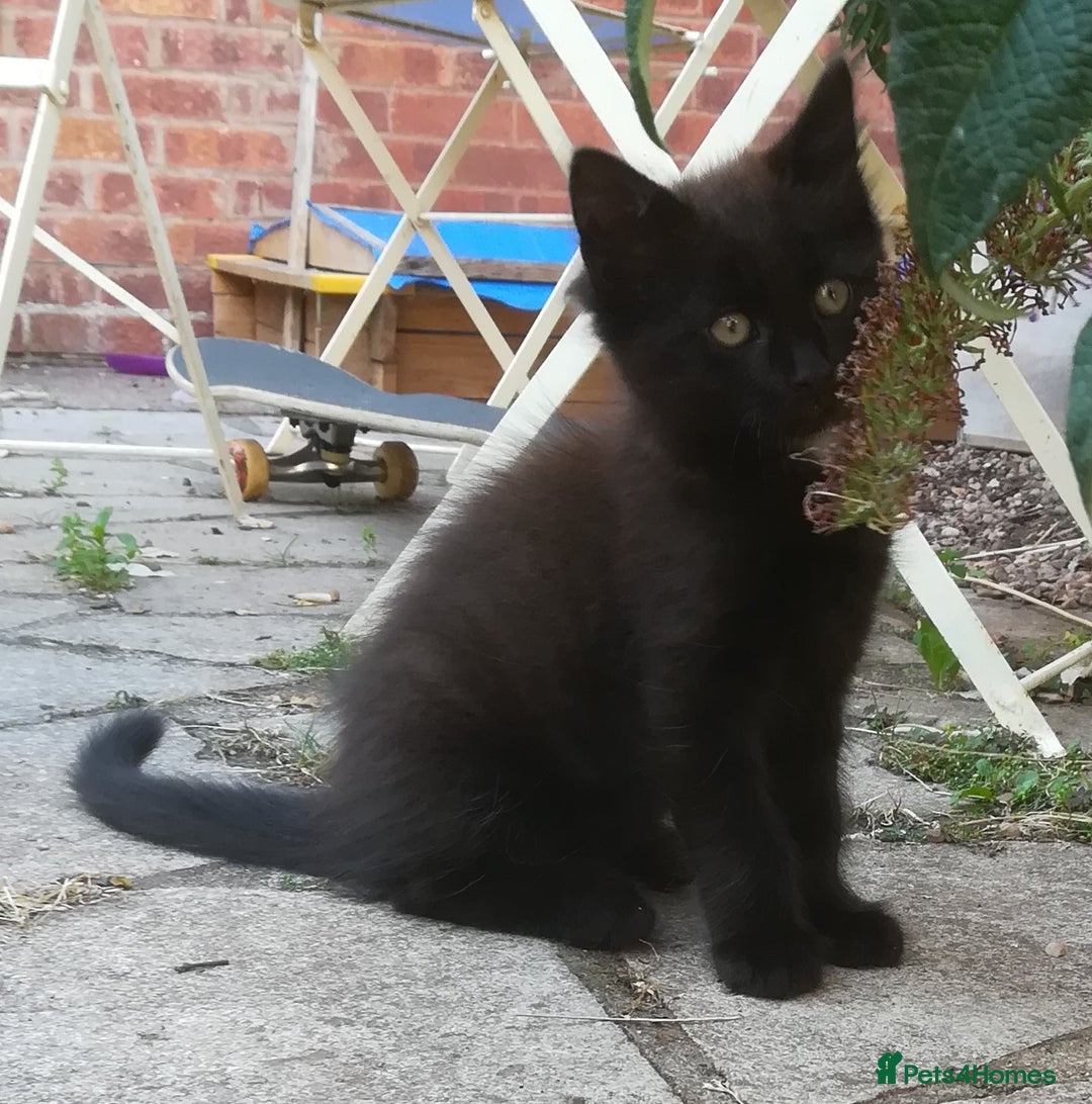 Mixed Breed cats for sale: CLEVER, PRETTY KITTENS READY FOR THEIR NEW HOMES - Image 8