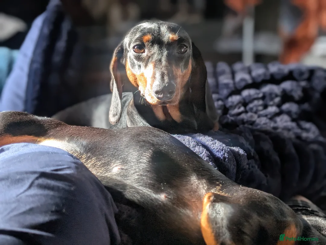 Dachshund dogs for sale: Dappled/Merl Dachshund puppies  - Advert 40