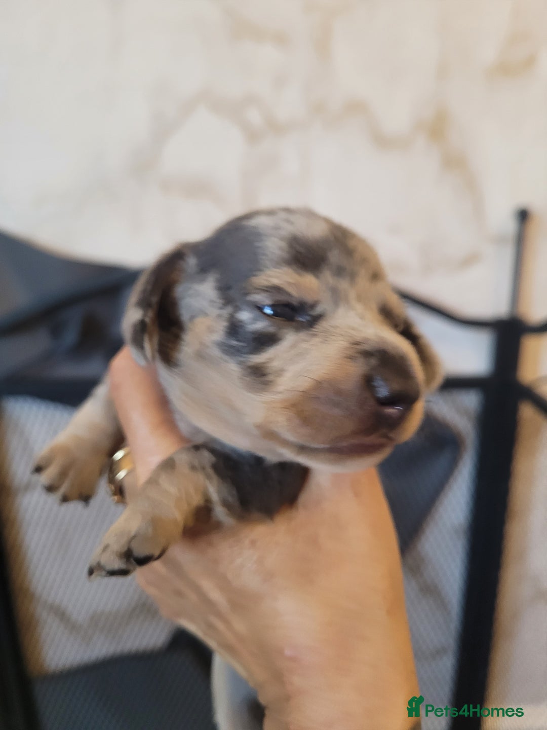 Miniature Dachshund dogs for sale: True to type mini dachshunds  - Image 6