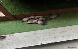 Ferret rodents for sale: Baby Ferrets - Image 2