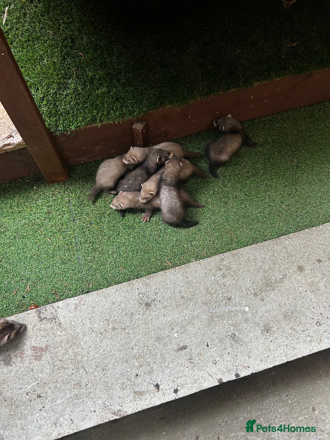 Ferret rodents for sale: Baby Ferrets - Image 2