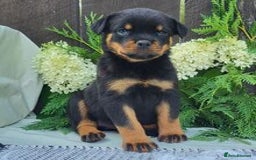 Rottweiler dogs for sale: Beautiful Rottweiler Puppies Available 🐾❤️ - Image 2