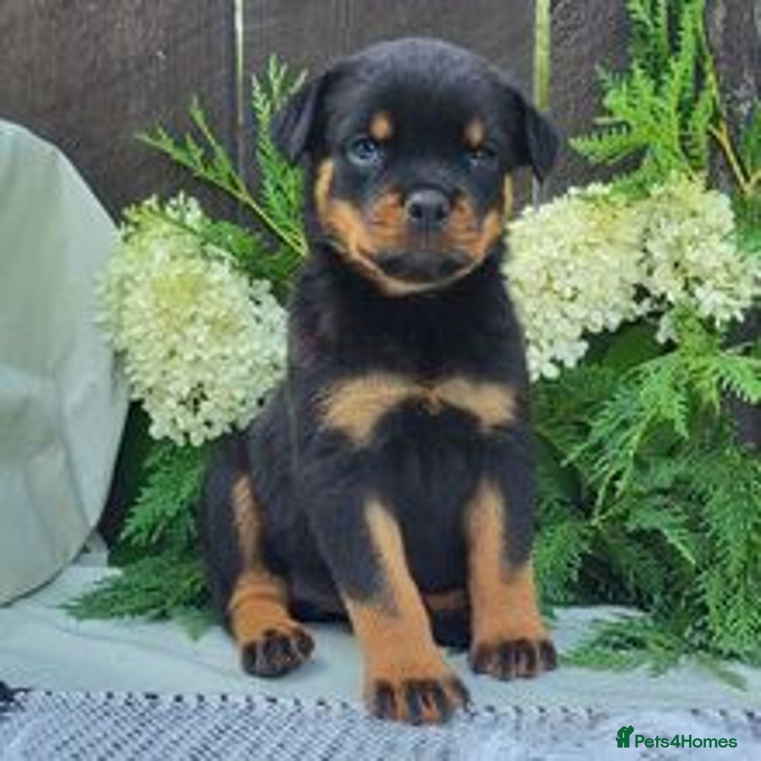 Rottweiler dogs for sale: Beautiful Rottweiler Puppies Available 🐾❤️ - Image 2