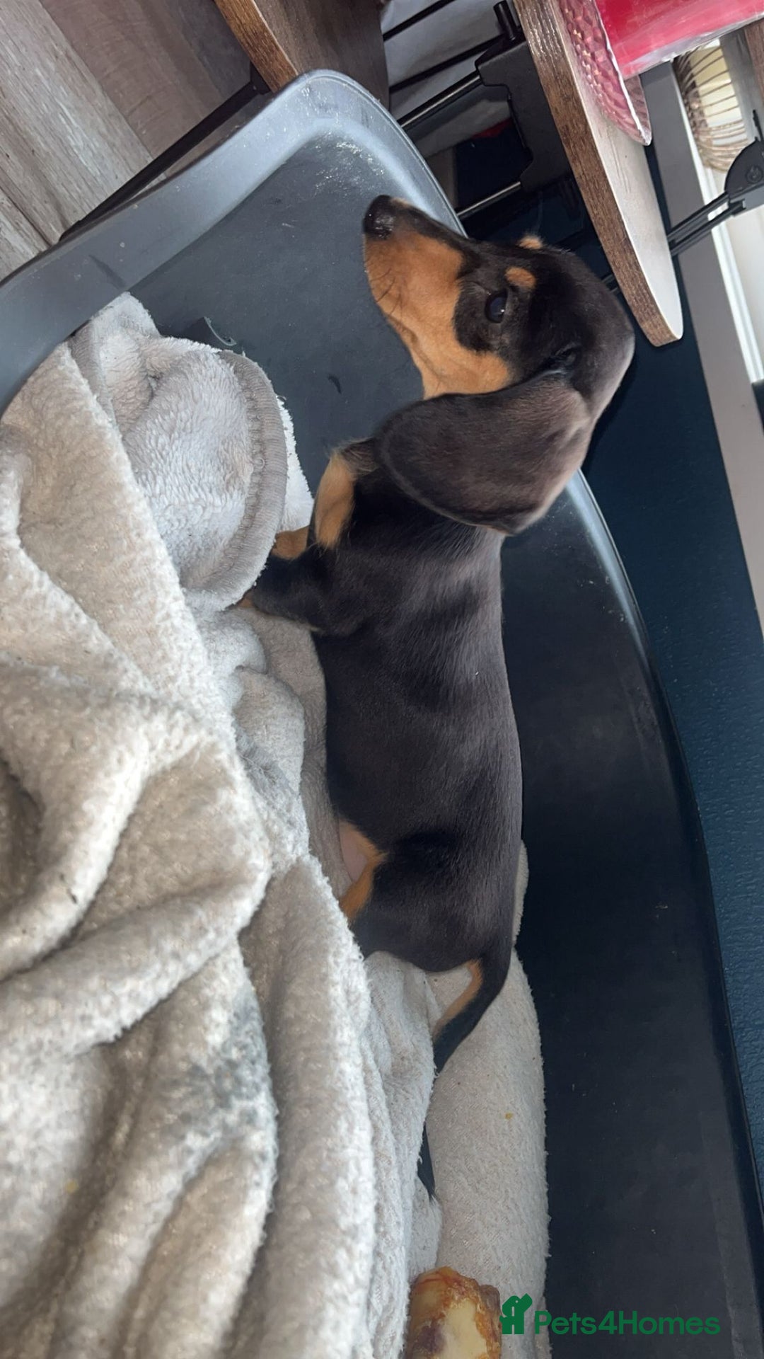 Dachshund dogs for sale: Miniature smooth haired pra clear - Advert 6