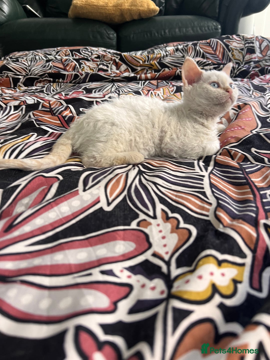 Selkirk Rex cats for sale: Gorgeous Selkirk Rex kittens - Image 8