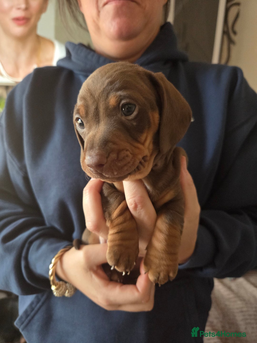 Dachshund dogs for sale: Dashunds  - Advert 3