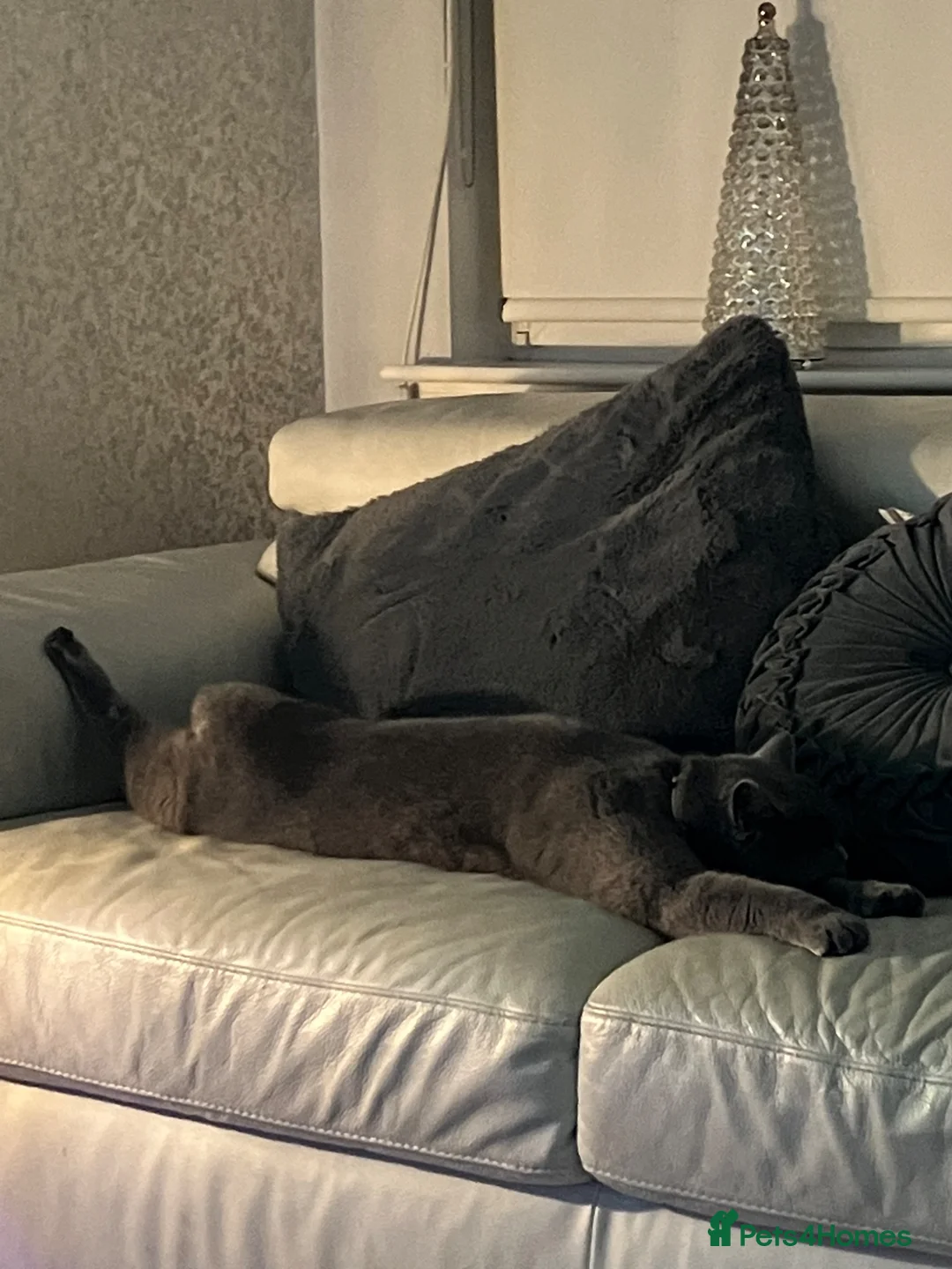 British Shorthair cats for sale: Clover - Our Blue British Short Hair - Advert 8