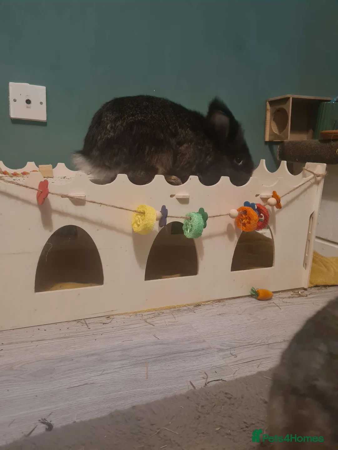 Mixed Breed rabbits for sale: BONDED PAIR- mini lop and lionhead - Advert 5