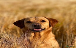 Labrador Retriever dogs for sale: KC Registered Fox Red Labrador Pups - Image 6