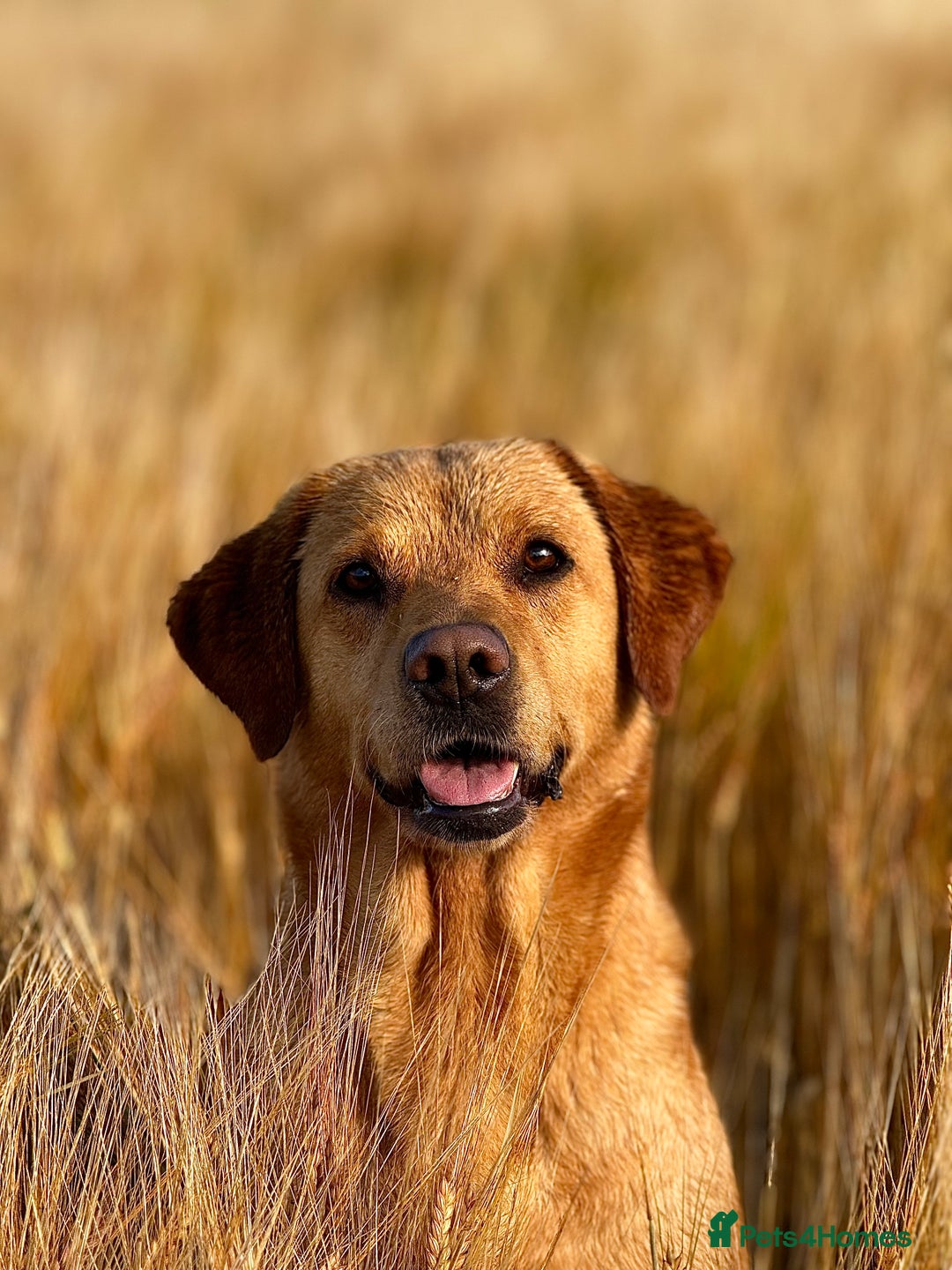 Labrador Retriever dogs for sale: KC Registered Fox Red Labrador Pups - Image 6