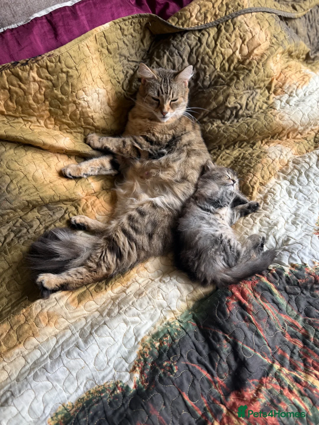 Norwegian Forest Cat cats for sale: Norwegian forest x Scottish fold  - Advert 6