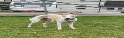 Whippet dogs for stud: PROVEN Stunning small whippet stud in Stoke-on-Trent - Advert 1