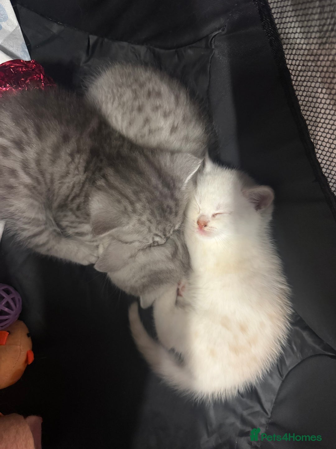 British Shorthair cats for sale: 🐾Gorgeous British shorthair🐾 - Advert 7