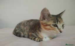 Mixed Breed cats for sale: 10 weeks old female kittem - Image 2