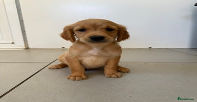 Golden Retriever dogs - Advert 1