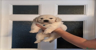 Golden Retriever dogs - Advert 7